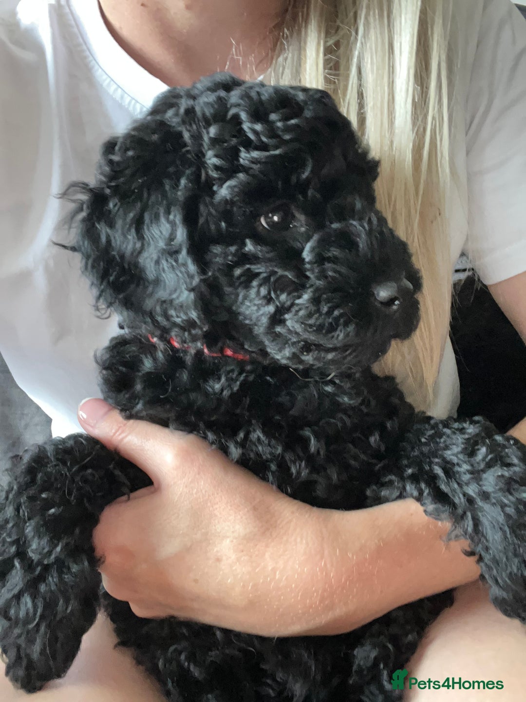 Labradoodle dogs for sale: Labradoodle - Black Male 9wks  - Image 5