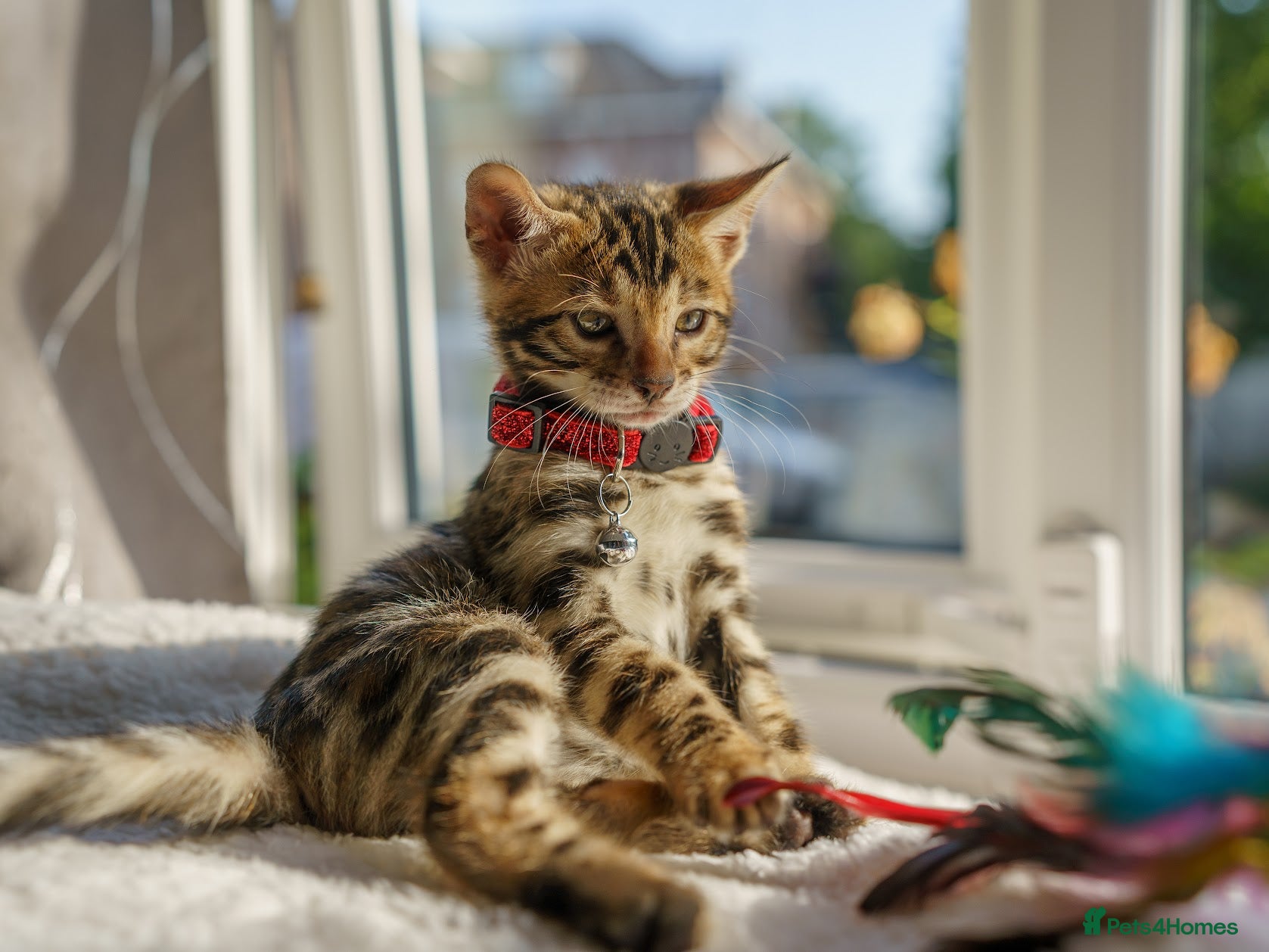 Bengal cats ONLY 4 LEFT - HEALTH/DNA TESTED BENGALS - Advert 1