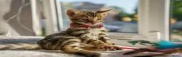 Bengal cats for sale: ONLY 4 LEFT - HEALTH/DNA TESTED BENGALS - Advert 21