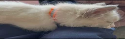 Ragdoll cats for sale: Child Friendly Ragdoll and Ragdoll Cross Kittens  - Advert 12