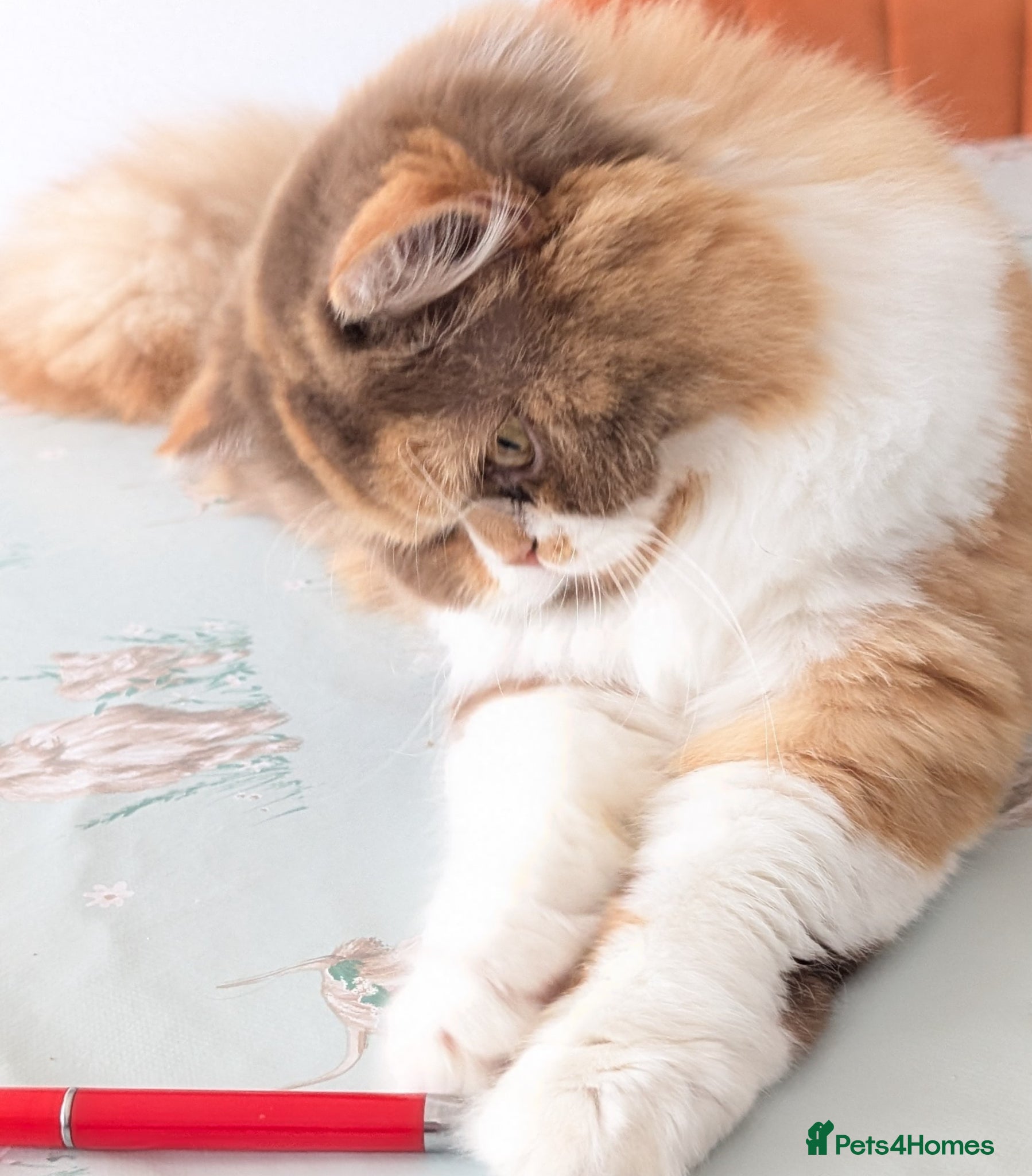 British Longhair cats TICA Active Cinnamon tortie BLH  - Advert 6