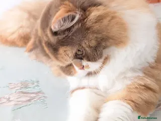 British Longhair cats TICA Active Cinnamon tortie BLH - Advert 4