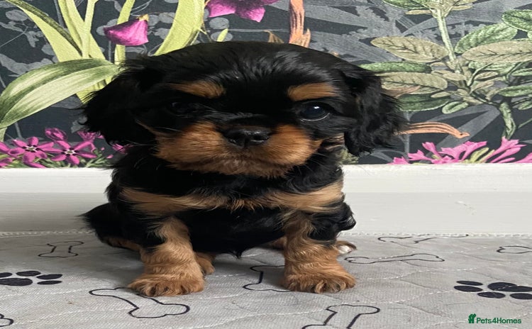 Cavalier King Charles Spaniel dogs - Advert 10