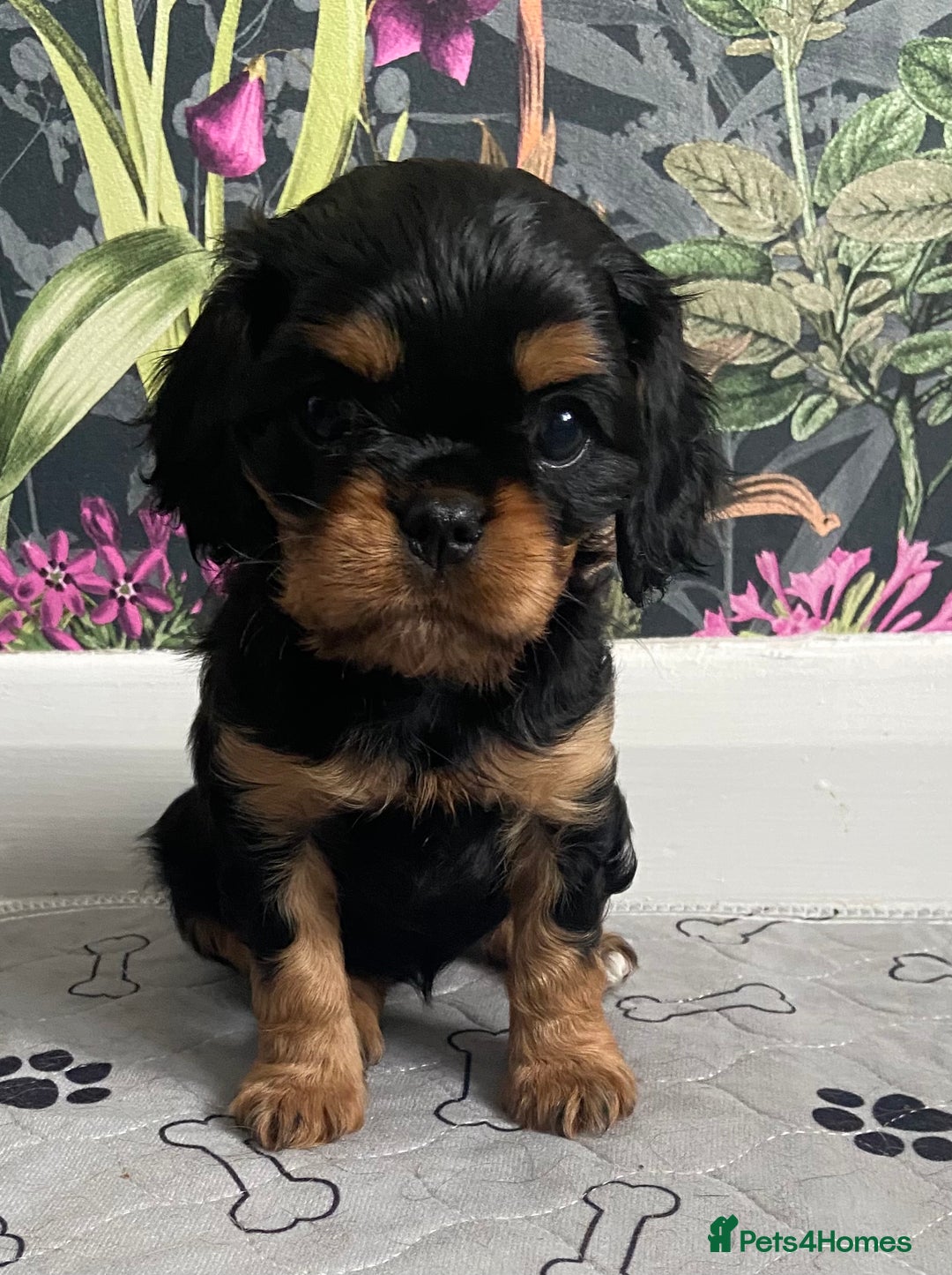 Cavalier King Charles Spaniel dogs for sale: KC, Health Tested Cavalier King Charles Spaniels  - Image 1