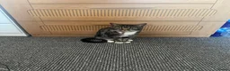 Mixed Breed cats for sale: Migo Tabby Cat - Advert 3