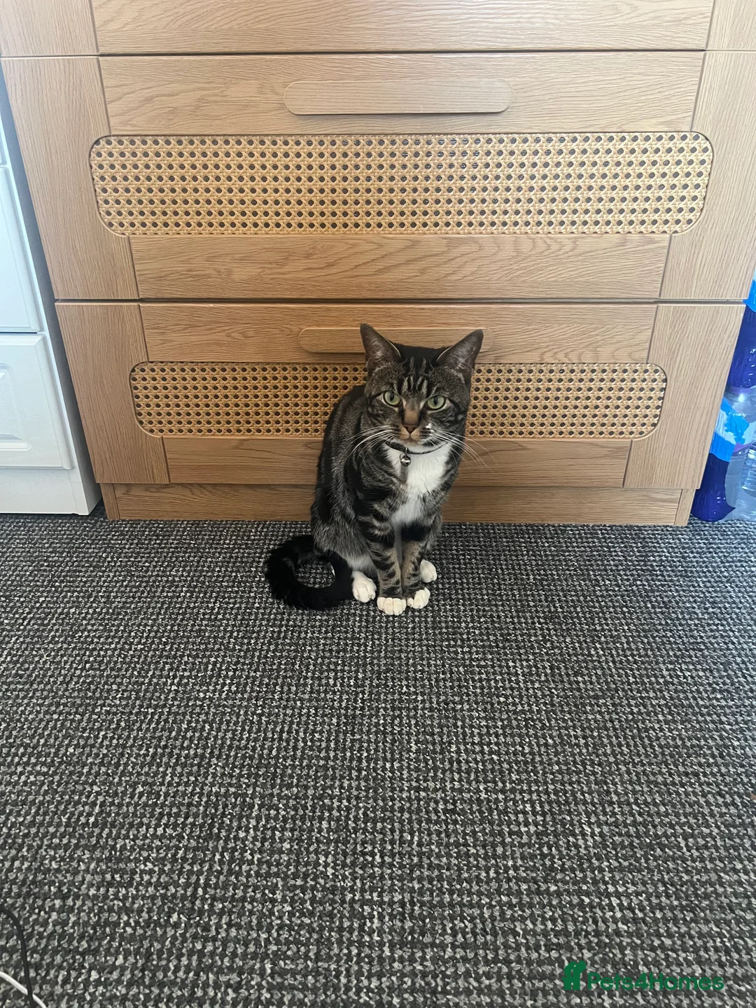 Mixed Breed cats for sale: Migo Tabby Cat - Advert 3