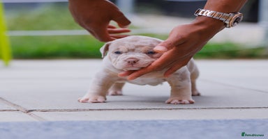 American Bully dogs - Advert 6