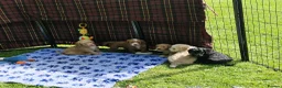 Cockapoo dogs for sale: STUNNING HEALTH TESTED F1 COCKAPOOS READY NOW - Advert 8