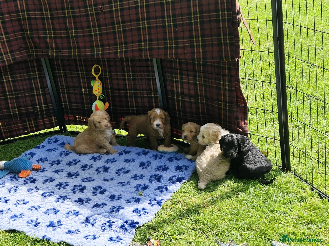 Cockapoo dogs for sale: LAST STUNNING H/TESTED F1 COCKAPOO BITCH READY NOW - Advert 2