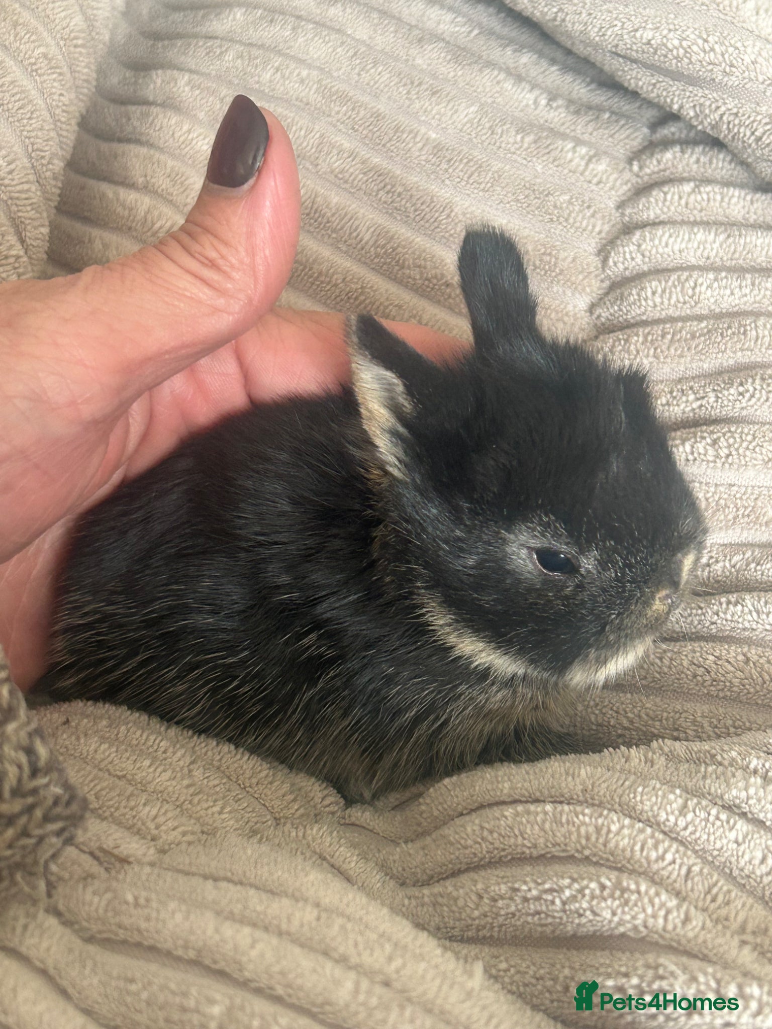 Mini Lop rabbits for sale: Stunning pure mini lop & Mini Rex X ML   - Advert 21