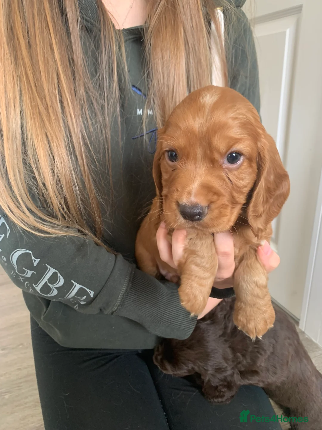 Cocker Spaniel dogs for sale: Kc registered working cocker spaniels - Advert 2