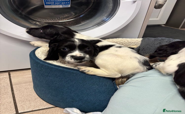 Sprocker dogs - Advert 5