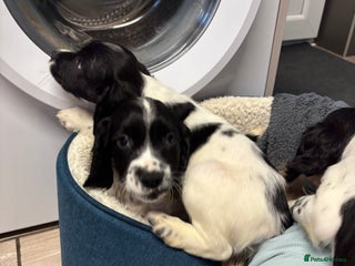 Sprocker dogs - Advert 1