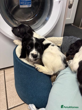 Sprocker dogs - Advert 11