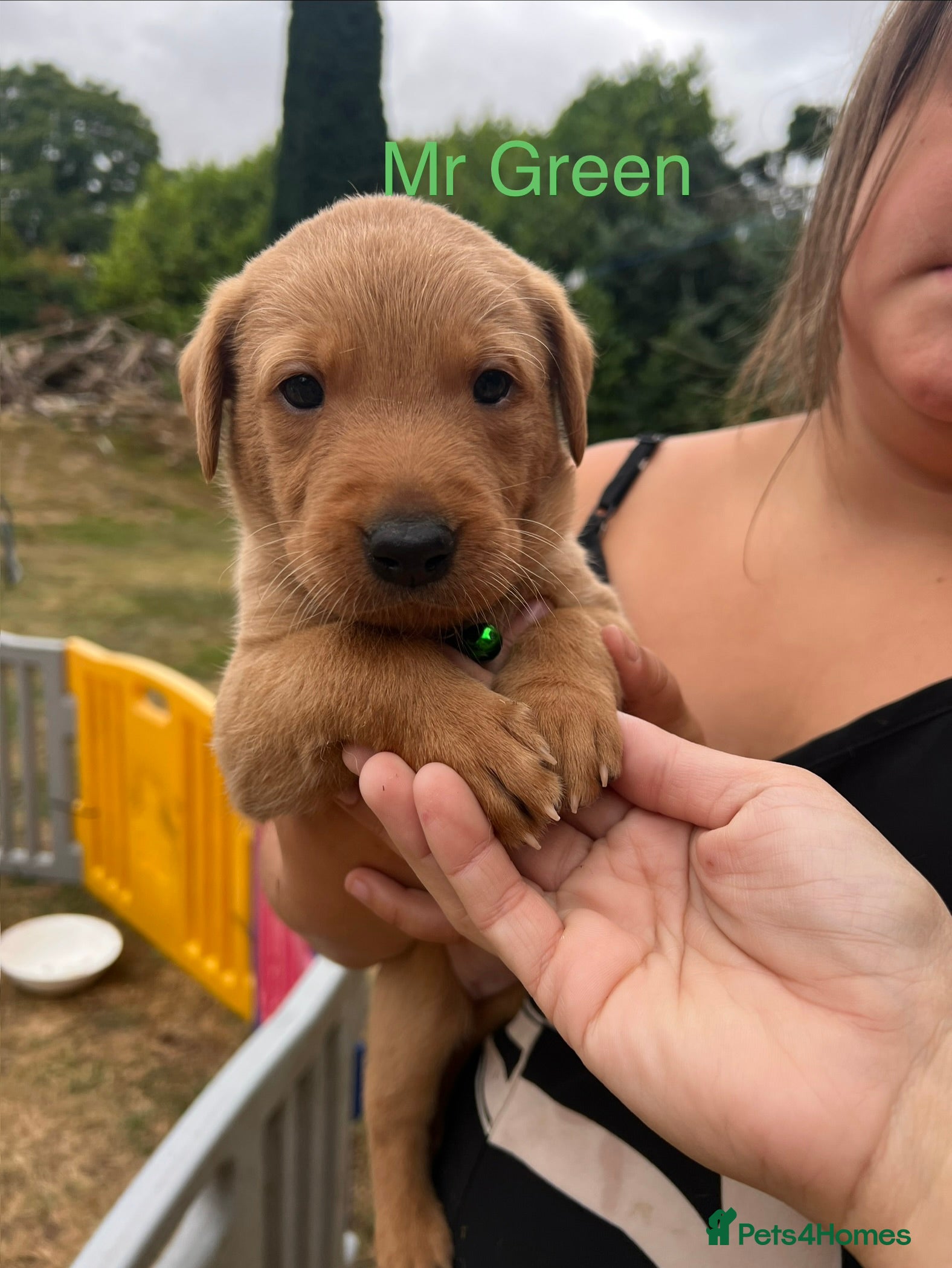 Labrador Retriever dogs GORGEOUS FOX RED LABRADOR FAMILY - Advert 2
