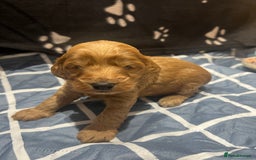 Cockapoo dogs for sale: Ready Monday 2 Cockapoo females  - Advert 29