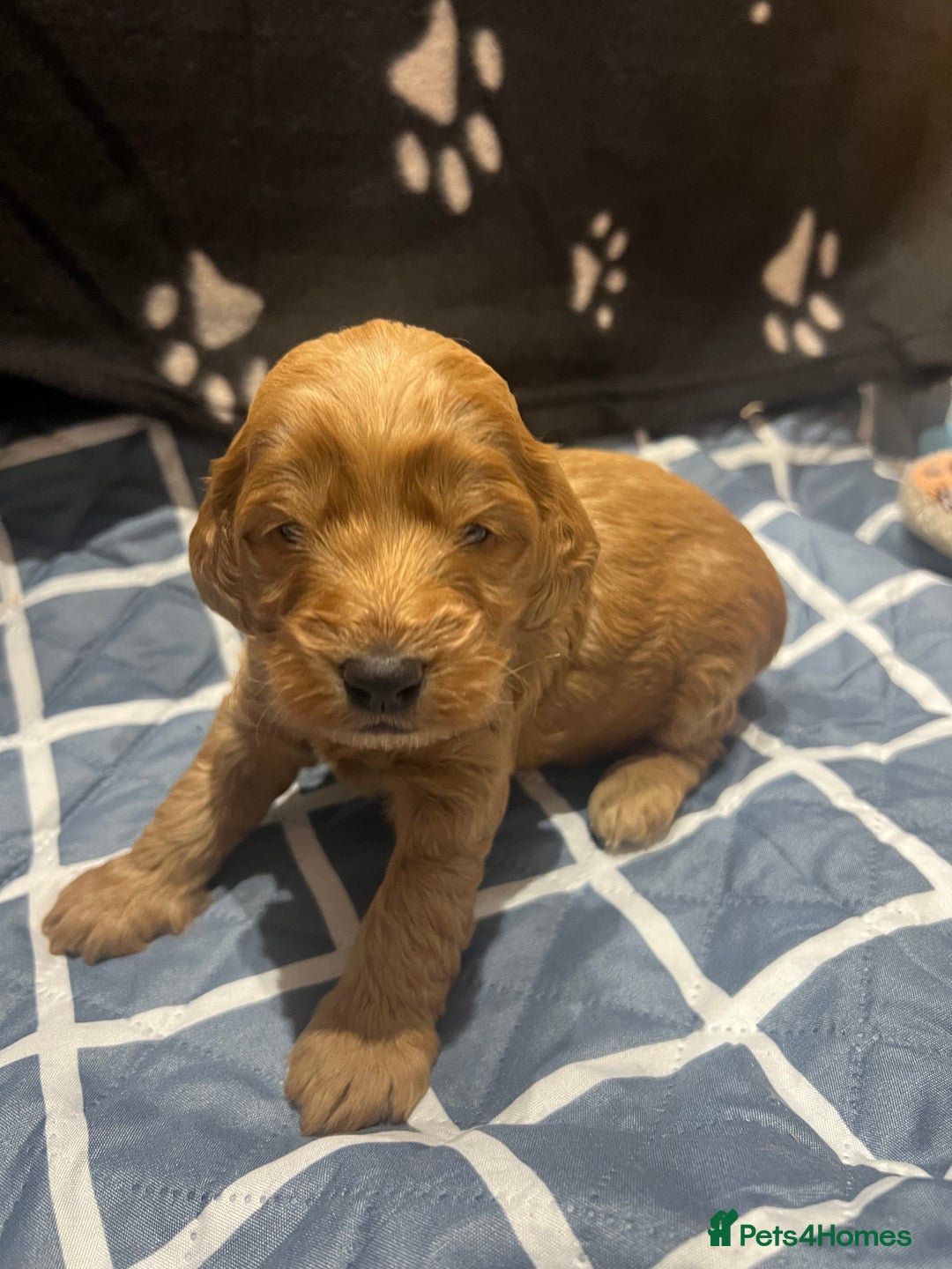 Cockapoo dogs for sale: Ready Monday 2 Cockapoo females  - Advert 29