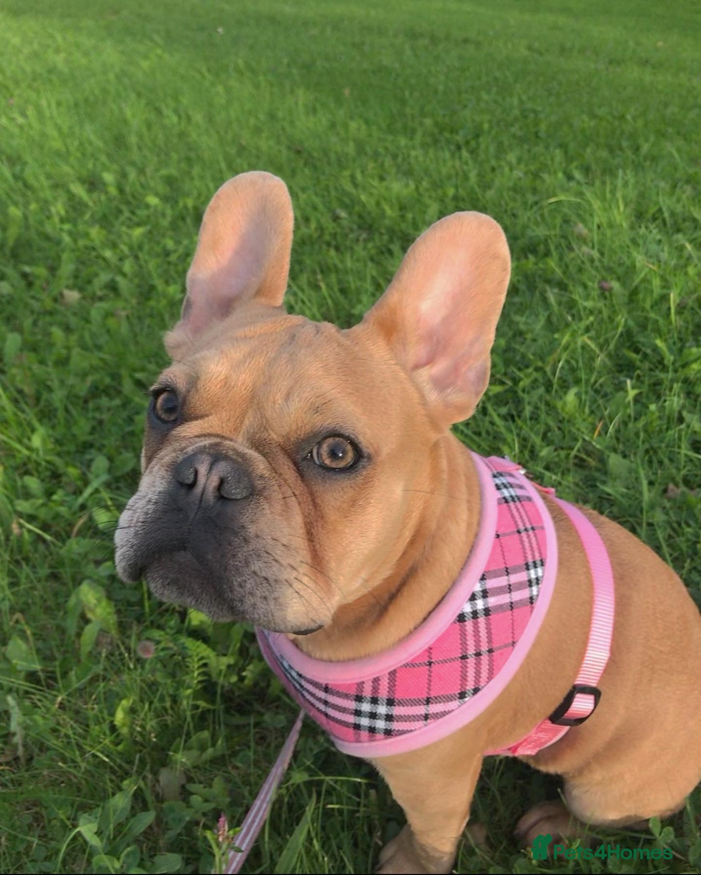 French Bulldog dogs Frenchbulldog looking for her forever home  - Advert 24