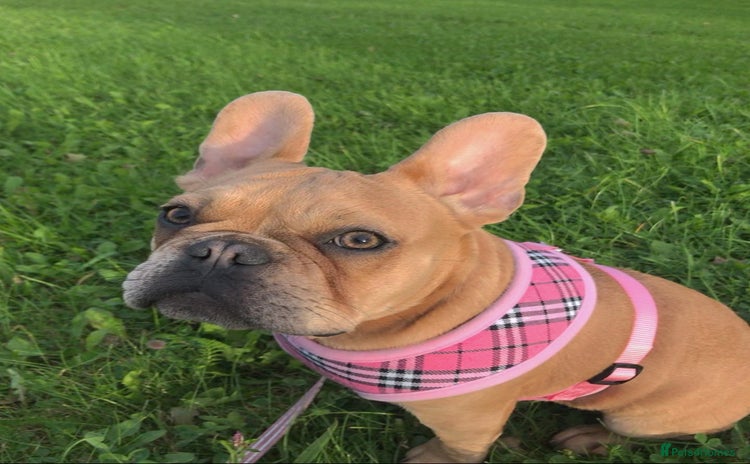 French Bulldog dogs - Advert 2