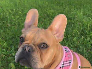 French Bulldog dogs Frenchbulldog looking for her forever home - Advert 5