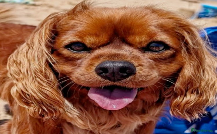 Cavalier King Charles Spaniel dogs - Advert 2