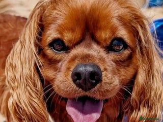 Cavalier King Charles Spaniel dogs - Advert 31