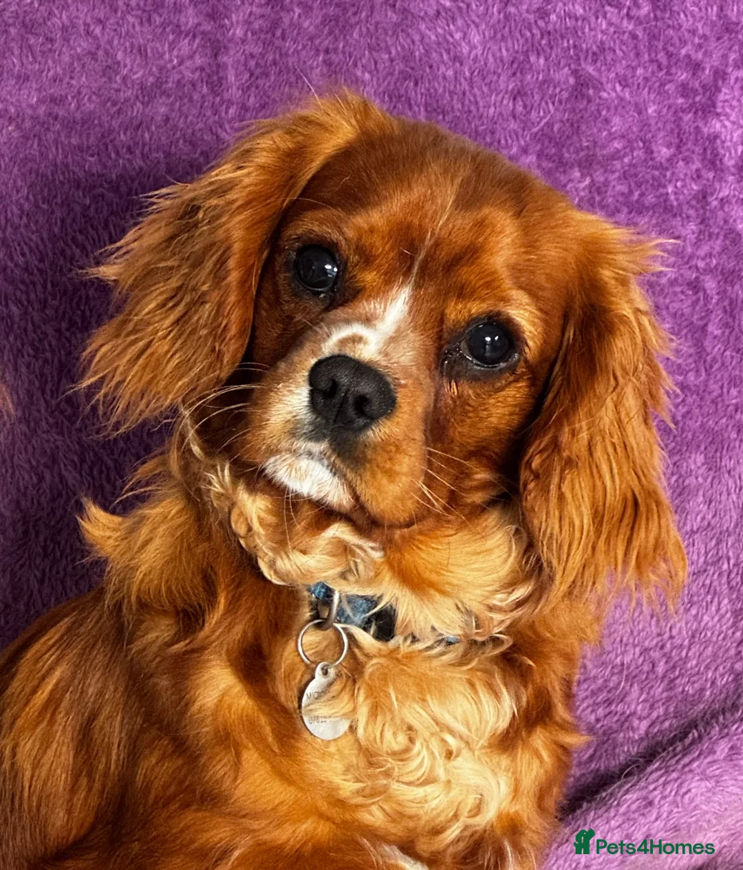 Cavalier King Charles Spaniel dogs for sale: KC Reg 8 month old trained boys - Advert 1