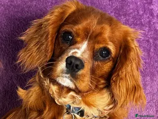 Cavalier King Charles Spaniel dogs KC Reg 8 month old trained boys - Advert 2