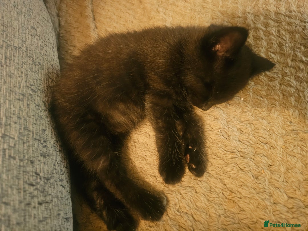 British Shorthair cats for sale: Gorgeous black/white kittens  - Advert 3