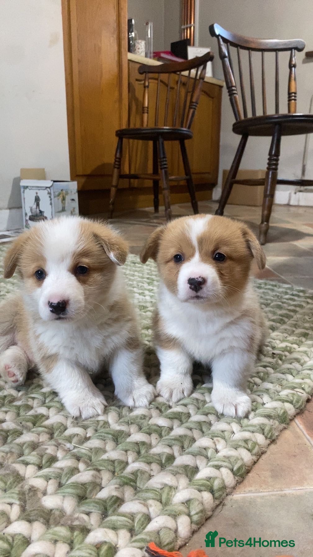 Welsh Corgi Pembroke dogs KC Pembrokeshire Corgi Puppies with Champion Lines - Advert 1