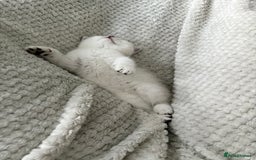 Scottish Fold cats for sale: Scottish Straight  - Image 5