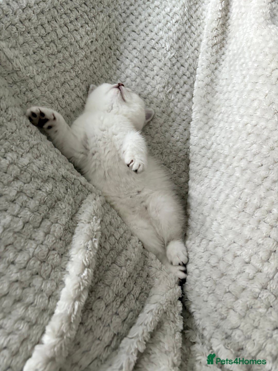 Scottish Fold cats for sale: Scottish Straight  - Image 5