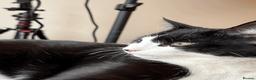 Domestic Shorthair cats for sale: My boy needs a new home due to my allergy - Advert 5