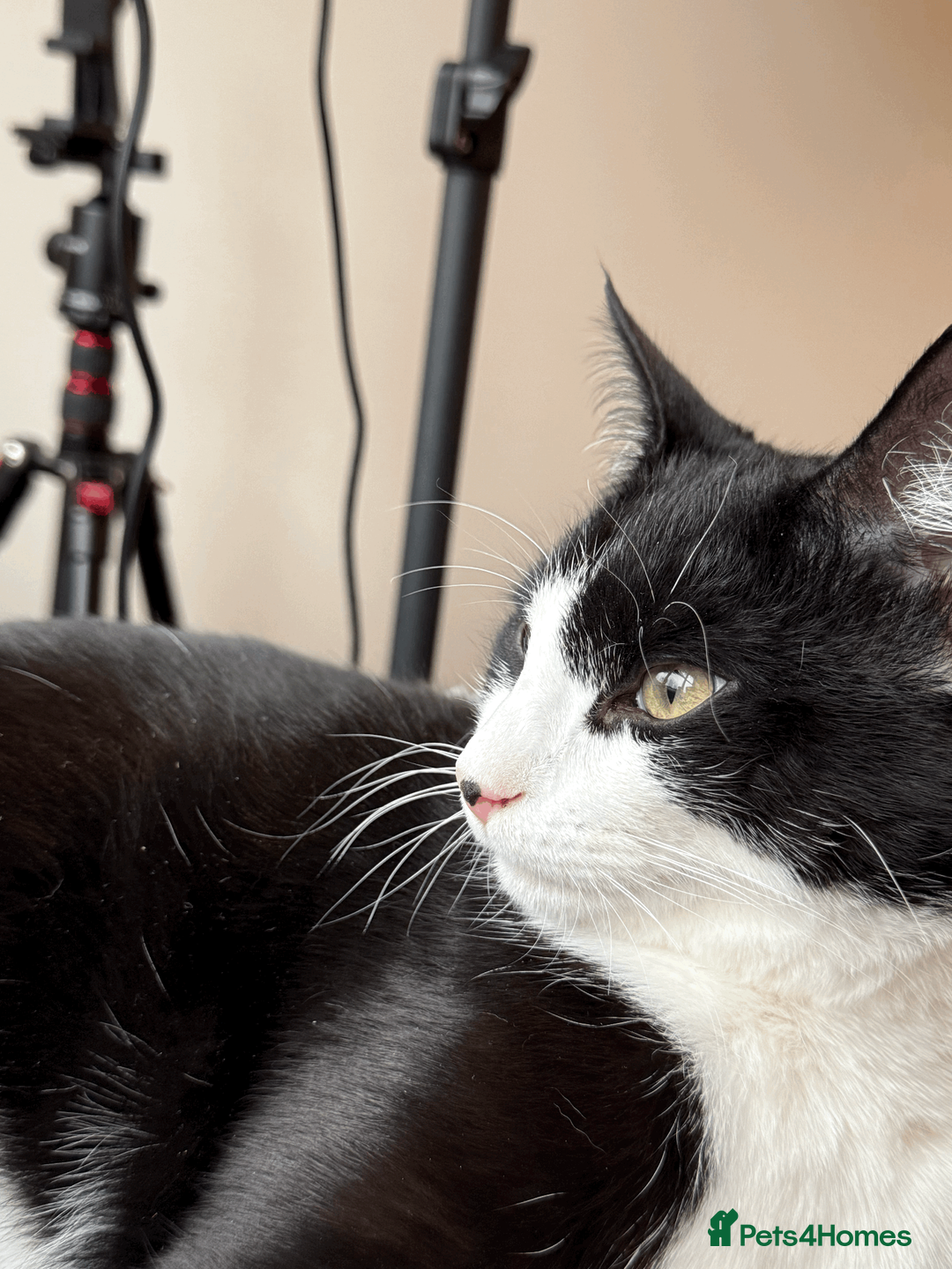 Domestic Shorthair cats for sale: My boy needs a new home due to my allergy - Advert 5