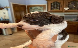 Cavapoo dogs for sale: Miniature poodle x cavapoo  - Image 11