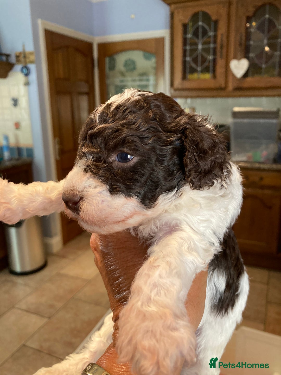 Cavapoo dogs for sale: Miniature poodle x cavapoo  - Image 11
