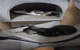Mixed Breed cats for sale: 2 beautiful girls available  - Image 3