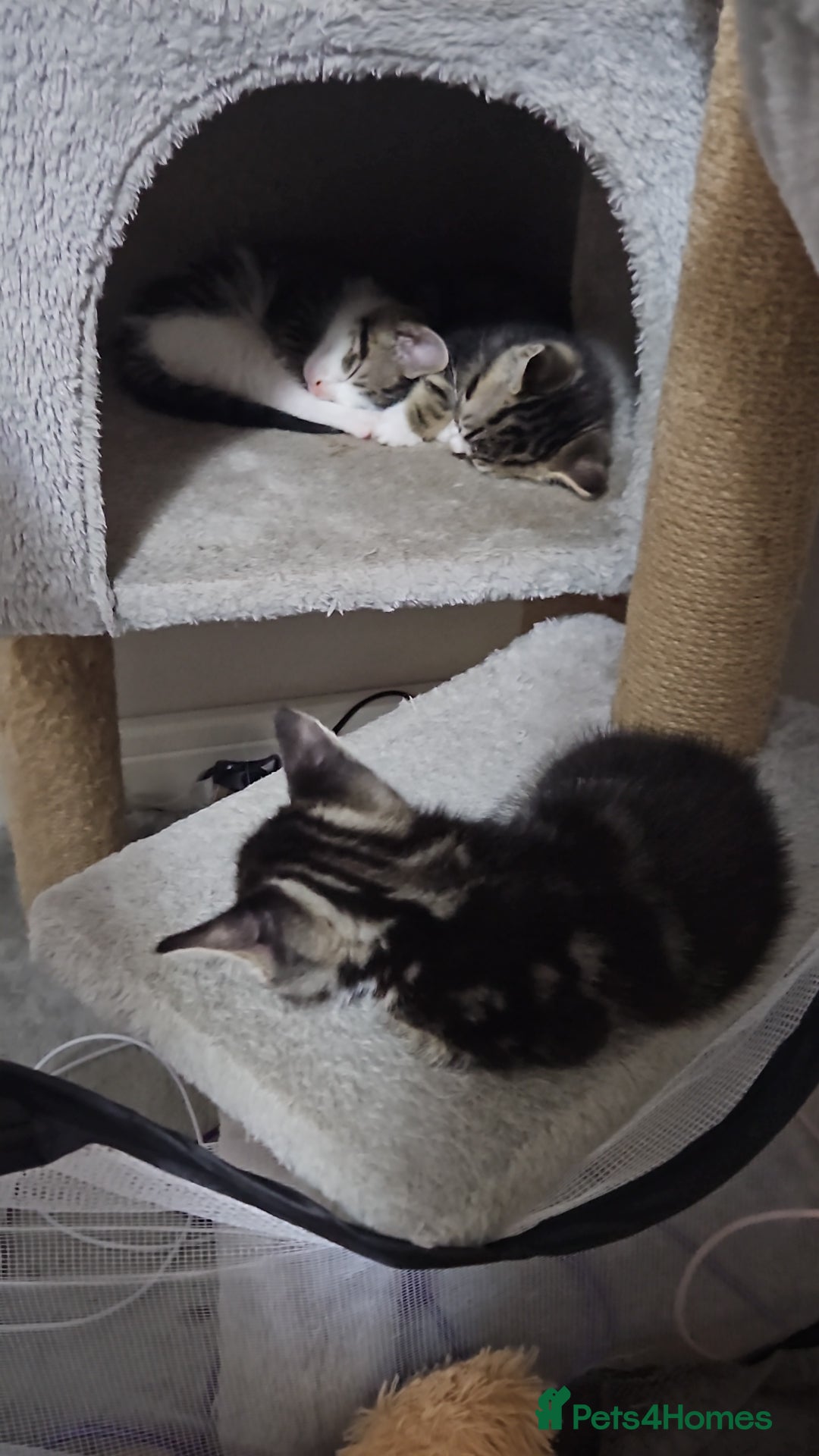 Mixed Breed cats for sale: 2 beautiful girls available  - Image 3