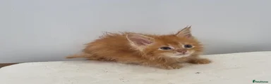Red tabby male 