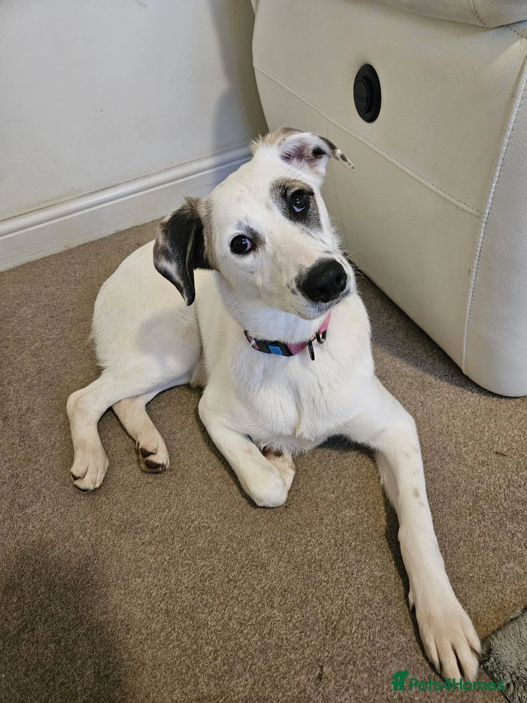 Mixed Breed dogs for adoption: ❤️PLIAMKA❤️She Is Everything You Could Hope For in Folkestone - Advert 1