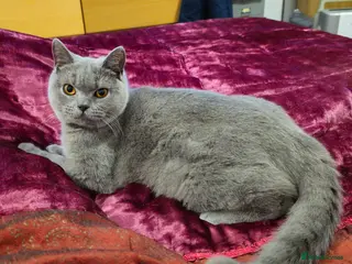 British Shorthair cats Grey British shorthair Female - Advert 2