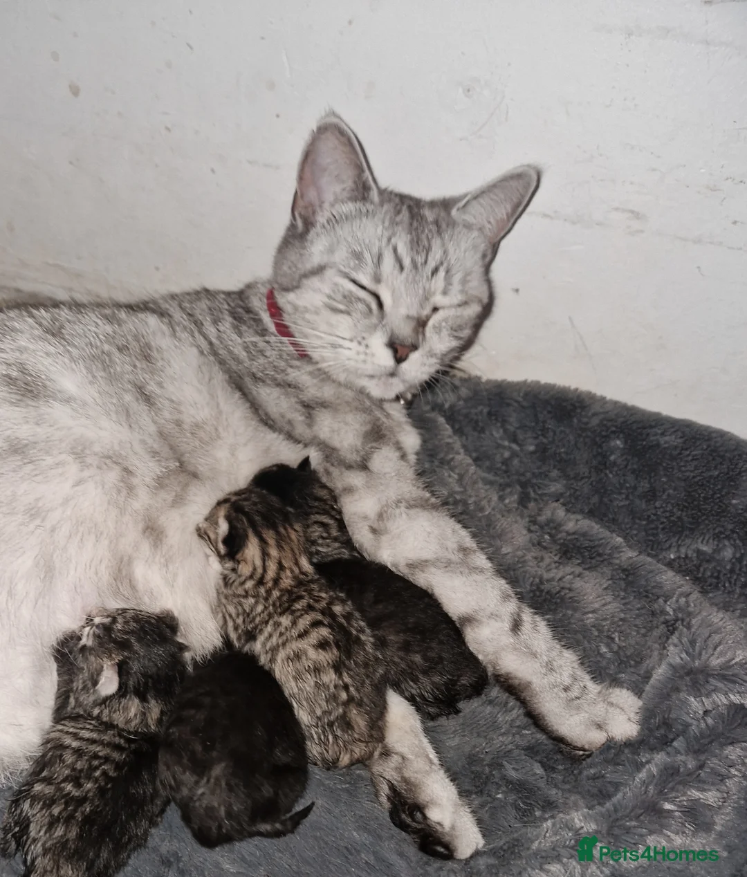 Scottish Fold cats for sale: Stunning Smoky Grey Scottish straight kittens - Advert 23