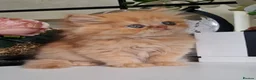 Persian cats for sale: Persian kittens  - Advert 17