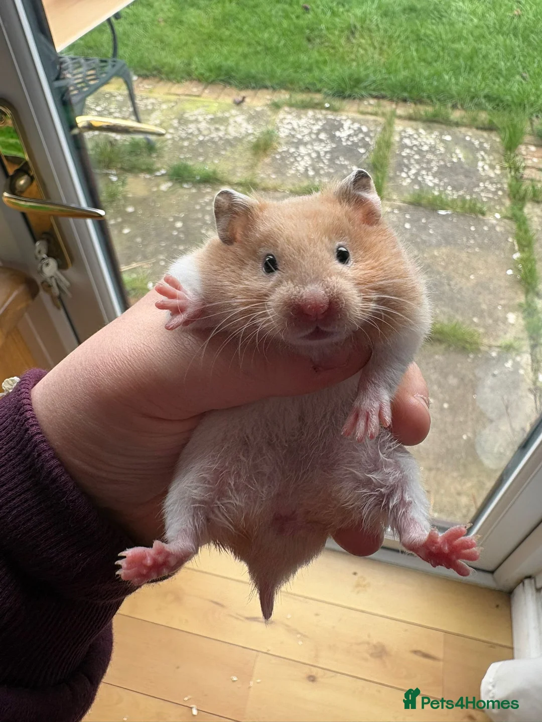 Hamster rodents for sale: Pedigree Syrian hamsters - Advert 9