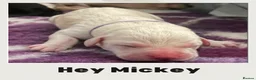 Labrador Retriever dogs for sale: Beautiful Labrador Puppies - KC Registered  in Luton - Advert 3