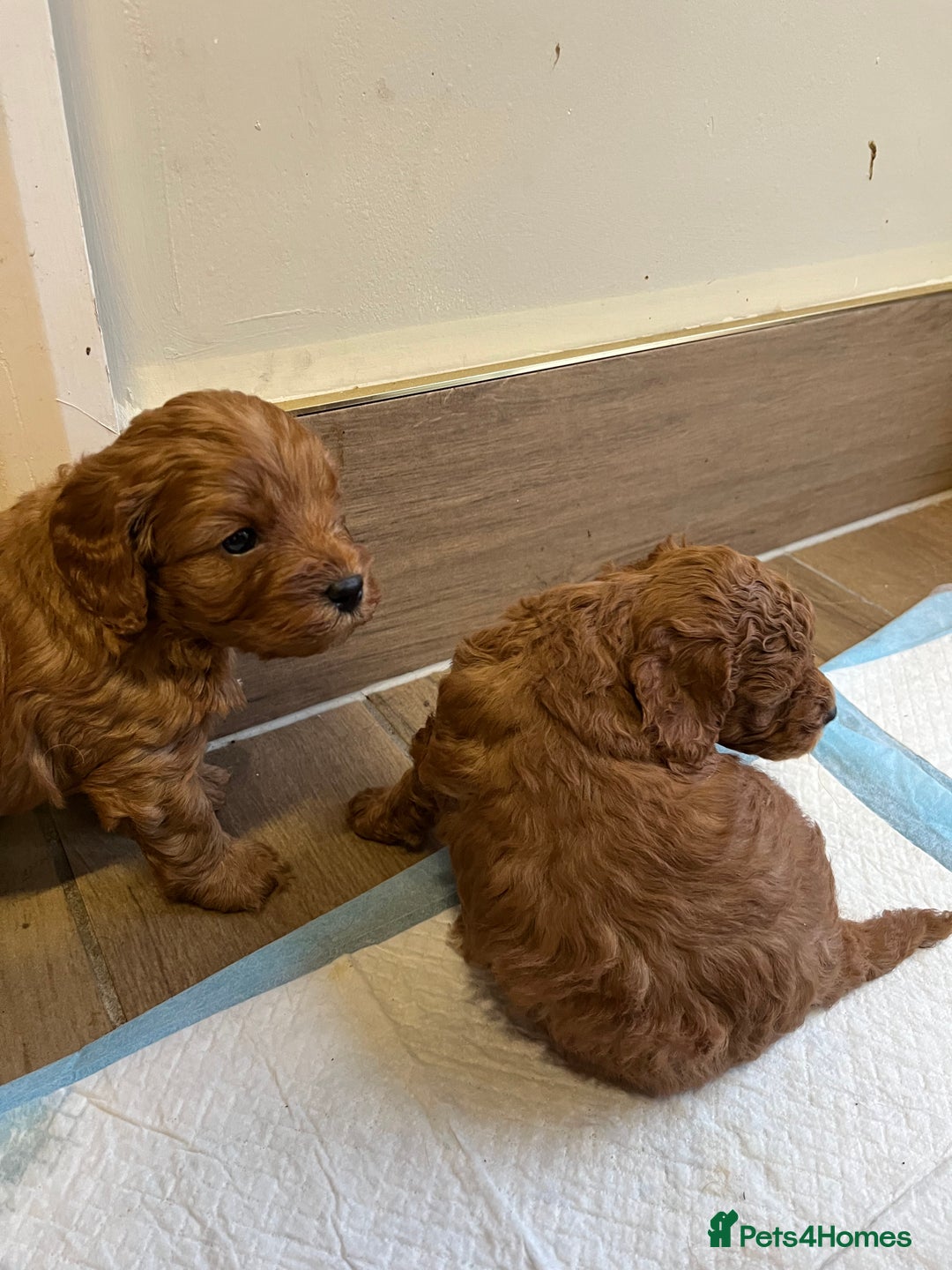 Cavapoo dogs for sale: Beautiful cavapoos - Advert 10