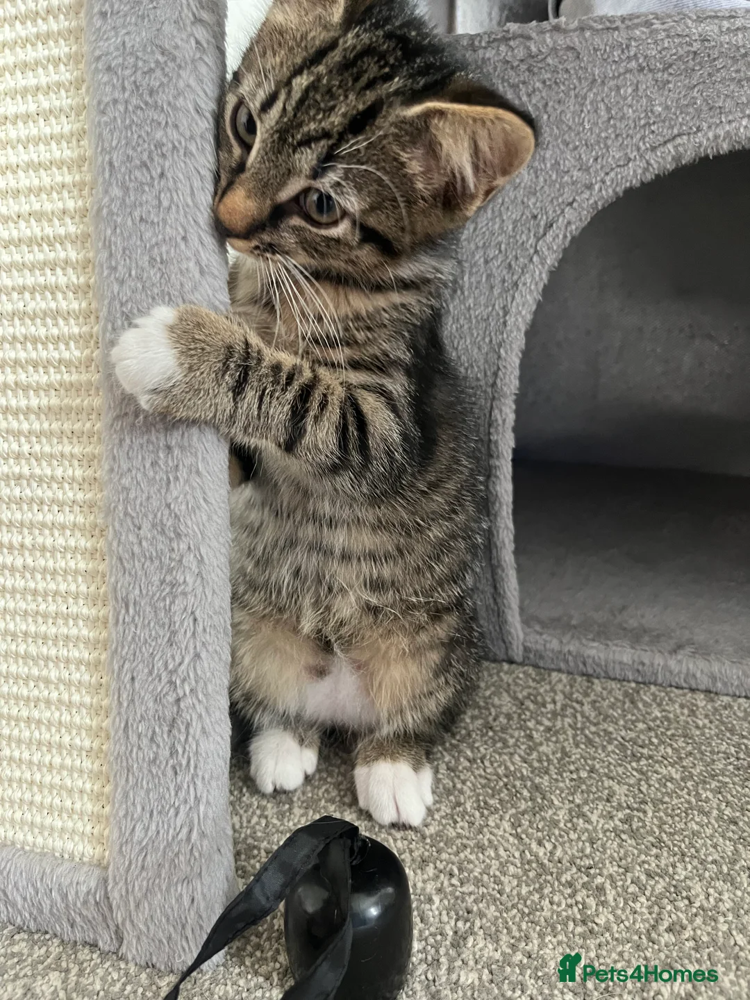 Mixed Breed cats for sale: Maine coon mix - Advert 2