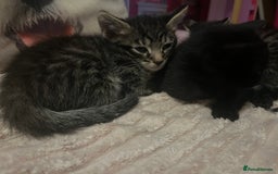 Savannah cats for sale: Savannah Cross Kittens - Image 2