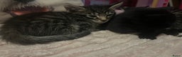 Savannah cats for sale: Savannah Cross Kittens - Advert 1