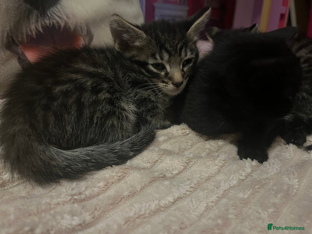 Savannah cats for sale: Savannah Cross Kittens - Image 2